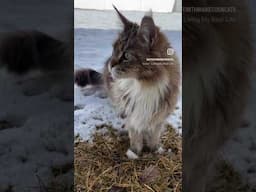 Happy Caturday 🐾 create a life you can’t wait to wake up to 🐾 #mainecoon