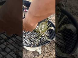 Fresh Crab BBQ 🦀