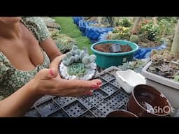 Como fazer furo em vaso de louça jeito simples, e plantando nós vasinhos de louça