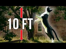 I made a 10ft Cat house!