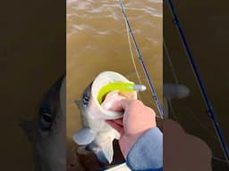 Jigging Swimbaits For Striped Bass!