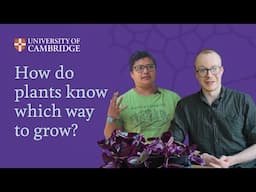How do plants know which way to grow?