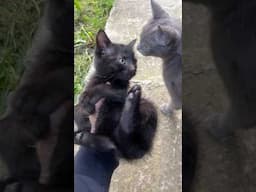 Baby kitten and grey mama