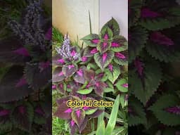 Colorful Coleus - Most beautiful Plant #plants #garden