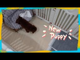 Toy Poodle Puppy Comes Home | Summer Pupper Series | The Poodle Mom