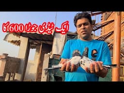 Eid ka gift acha Teddy Jora 6000 ka @pigeonsCorner