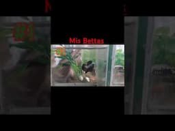 Mis Bettas