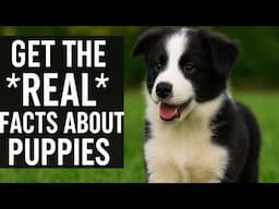Puppy Growth Secrets: Rear Angles, Gait, Vaccines & More!