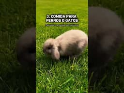 🐰 Alimentos peligrosos para tu conejo