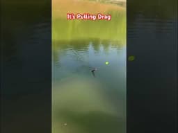 Let’s take a look back at an unseen CLASSIC video from a lake no longer open. #fishing  #catfish