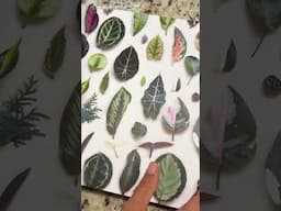 Pra cuidar bem das plantas