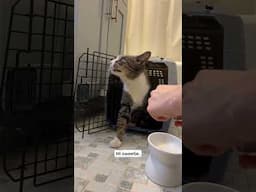 Rescuing a senior cat with missing teeth