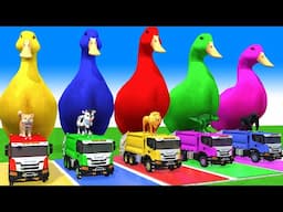 5 Giant Duck Cartoon,Cow,Mammoth,Dog,T-Rex,Lion,Tiger Paint Wild Animals Crossing Fountain Animation