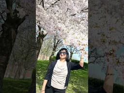 Cherry blossom 🌸 in Denmark 🇩🇰 #shorts #bhuvanatamilvlogsdenmark #tamil #sakura #skincare #minivlog