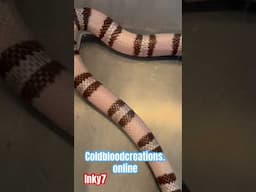 Inky 7 Honduran Milksnake from Cold Blood Creations #coldbloodcreations #milksnake  #reptiles