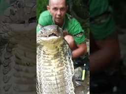 The SNAKE DUDE!  #kingcobra #snakeman #cobrakai #snake