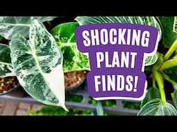 Unexpected RARE HOUSEPLANT finds at Calloways! | Houseplant Shop Tour