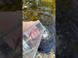 Trying Something Different n the Pond this Summer #bluegularis #killifish #aquariumfish #fishkeeping
