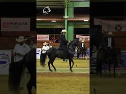 MARBELLA DE ARIZONA (Dulce Sueño x Marsinula de Arizona) Campeona Reservada Feria de las Madres 2025