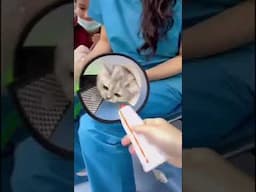 Kumpulan Reaksi Kucing Lucu Saat Disuntik! 🐾😱 #cat #kucing # lucu