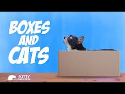 Why Do Cats Like Boxes So Much?
