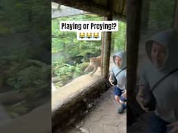 Racing a Puma in Costa Rica!