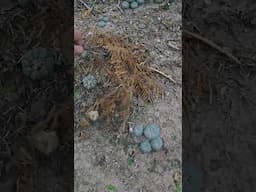 Soil in the South Texas Cactus Gardens