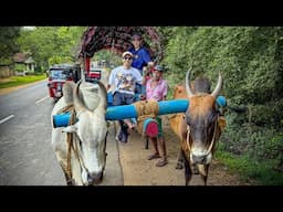 Bullock Cart Ride & Village Safari Experience in Sri Lanka