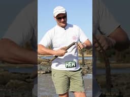 Clam diggin’ and oyster farming w ICO! Dang razor clams are delicious! Thanks @Decked !