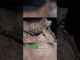Reduced Pattern Gecko Breeding  Genetics