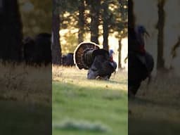 Catch It… COOK It 🏹 #elkshape