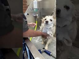 The HAIRIEST American Eskimo!! #grooming #viralvideo #shorts #short