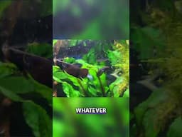 Betta Fish Care: Minimum Tank Size & Flow Tips