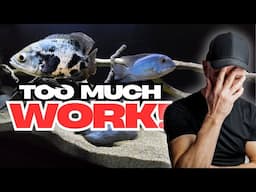 Are You A BAD FISH KEEPER If You Don't Have Time For Your Fish?