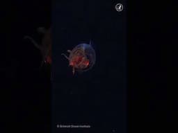 First-ever footage of a colossal baby squid