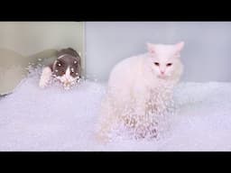 What Can't Cats Walk On? #85
