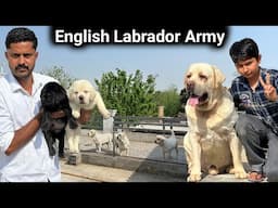 English Labrador आपका मन खुश कर देंगे | English Labrador Kennel | Labrador Retriever