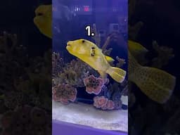 Which Fish Costs The Most? 🤑🐠 #fish #expensive #aquarium #fyp #colsonscritters