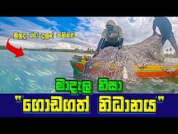 MASSIVE Fish Catch With Traditional Net In Negombo Beach