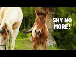 What Happened To Tippi!? Baby Filly's Surprising Personality Shift!