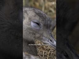 Bringing the rheas back to Patagonia