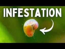 7 Easiest Ways To Remove Snails From Your Aquarium (Without Chemicals)