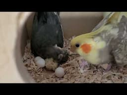 It's a miracle! Bubbles the 2nd, just hatched!