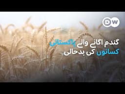 گندم اگانے والے کسانوں کی پریشانی| DW Urdu | Challenges Facing Wheat Farmers