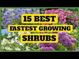 15 Best Fastest Growing Shrubs | Fast Growing Shrubs for Garden | Plant and Planting