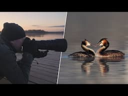 STOP Missing Out On Amazing Local Bird Photography Opportunities