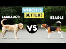 labrador or beagle which is better / In Hindi / At mix