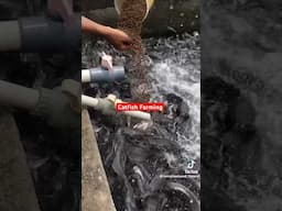 How to feed catfish #foryou #shorts #catfishfarming #catfish_farming #catfish #feeding #feed