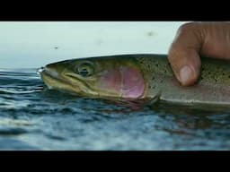 Fishing Stoneflies and Midges