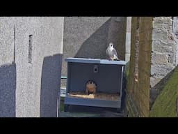 Live Peregrine Broadcast from Ely Cathedral